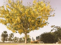 بذور فيستولا