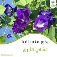 بذور الشاي الأزرق (متسلق)