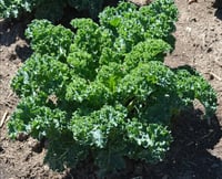 بذور بروكلي كالابريسي ( 5 بذرات)