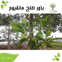 بذور طلح مانقيوم