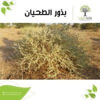 بذور الطحيان (5 بذرات)