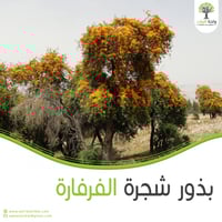 بذور شجرة الفرفارة