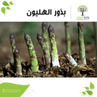 بذور الهليون (5 بذرات)