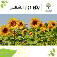 بذور دوار الشمس