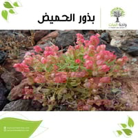 بذور الحميض ( 7 بذرات )