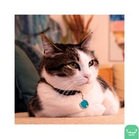 قلادة My Family (2) بعدة الوان