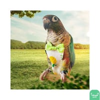 لبس حفاظة طيور