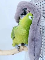 بيت قطيفي لتدفئة الطيور