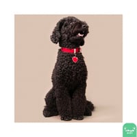 قلادة My Family (1) بعدة الوان