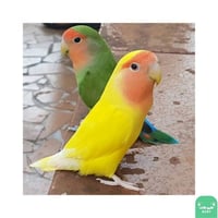 طعام لطيور الروز والكروان 1 كيلو