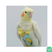 لبس حفاظة طيور