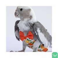 لبس حفاظة طيور