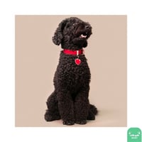 قلادة My Family (2) بعدة الوان