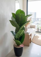 نبتة صناعية بارتفاع 85 سم بأوراق خضراء كبيرة في أص...