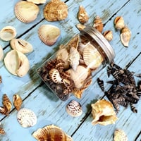 صدف بحري طبيعي مشكل لتزيين الشمع