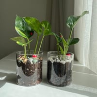 هدية البوتس - فازة زجاج