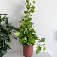 بوتس عمود طول متر - قطر 27