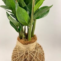 كوكيداما الزاميا