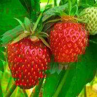 بذور الفراولة ( Fragaria x ananassa )