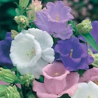 بذور زهرة كامبانيولا المزدوجة ( campanula medium )