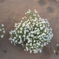 بذور القحويان - الأقحوان البري ( anthemis deserti...