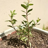 بذور شجرة الحناء البلدي (Lawsonia Inermis)