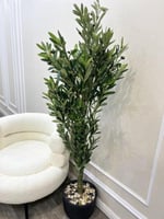 شجرة الزيتون