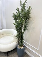 شجرة الزيتون