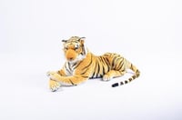 نمر صغير درزن