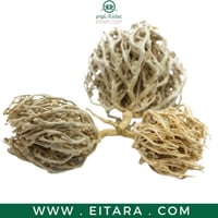 عشبة كف مريم