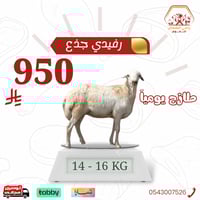 خروف رفيدي جذع