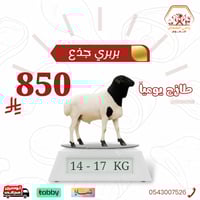 خروف بربري جذع تربيه