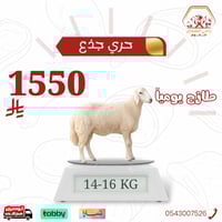 خروف حري جذع