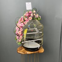 عصافير الحب