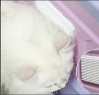 ليتر بوكس للقطط مغلق بدرج