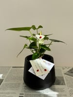 أنثوريوم الهدوء