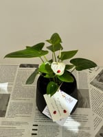 أنثوريوم الهدوء