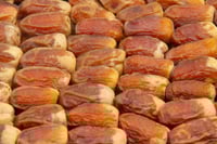 صقعي (خراف الموسم)