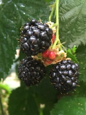حديقة التوت logo
