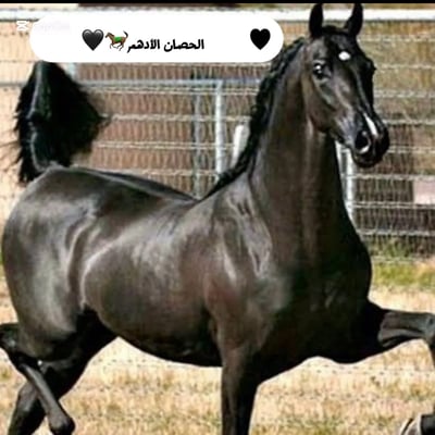 الحصان الأدهم