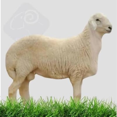 Logo of ذبايح نجد