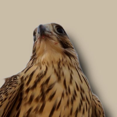 جسّار logo