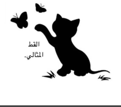 القط المثالي