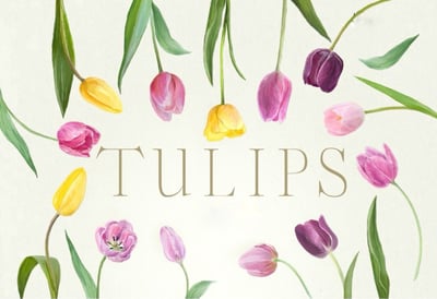 TULIPS logo