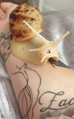 متجر حلزونه / SNAIL logo
