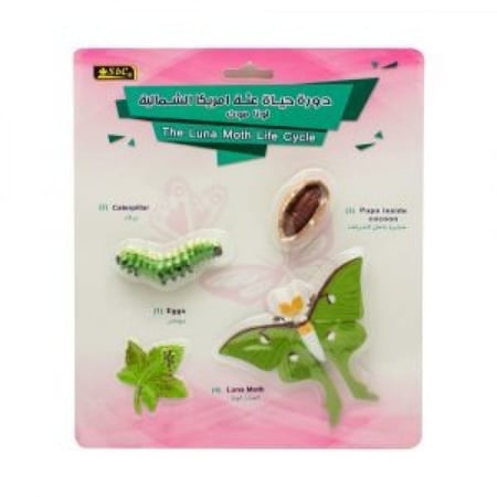 أشكال تعليمية ثلاثية الأبعاد تعلم دورة حياة مكونة من 4 قطع