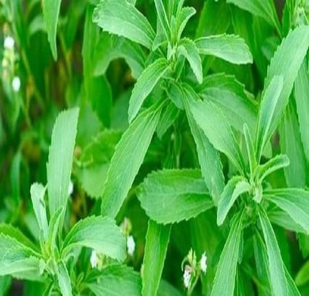 بذور ستيفيا - Stevia