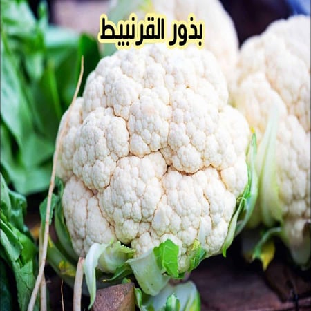 بذور القرنبيط 10 بذرات