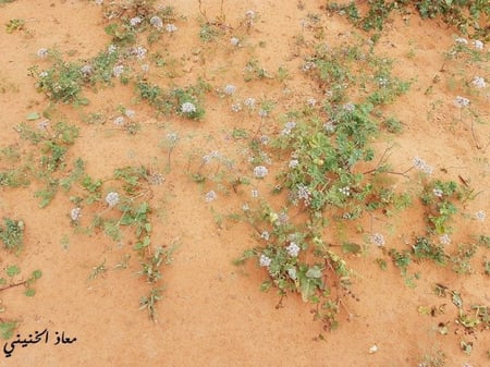 بسباس 30 بذرة Anisoscialium isoscoadium