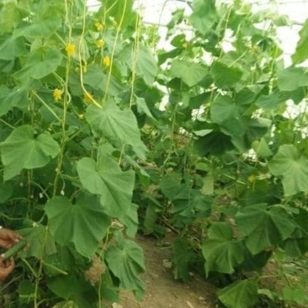 نبات الخيار